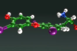 3D ball-and-stick model of a thyroid hormone molecule with iodine, oxygen, nitrogen, and carbon atoms